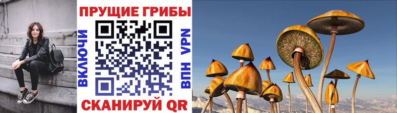 Галлюциногенные грибы MAGIC MUSHROOMS Купить закладки Змеиногорск