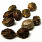 Семена марихуаны АК-47  (Seeds AK-47) в Змеиногорске